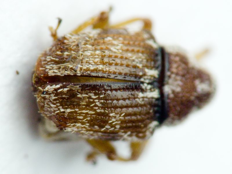 Trichosirocalus barnevillei (Grenier, 1866)